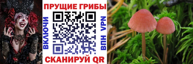 мега ссылки  Сокол  Галлюциногенные грибы Cubensis 
