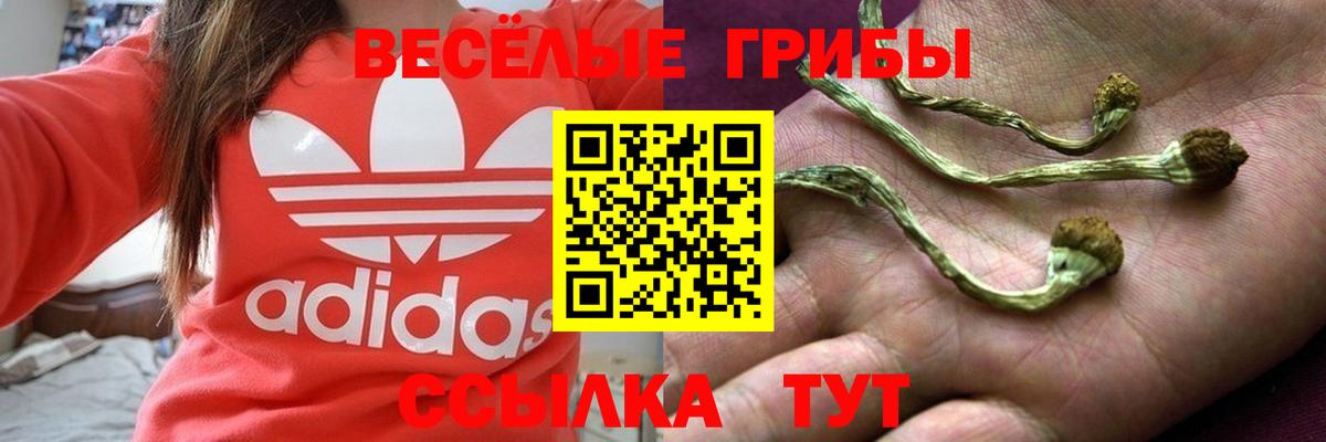 Псилоцибиновые грибы GOLDEN TEACHER  Вход с VPN  Сокол  Галлюциногенные грибы Magic Shrooms 
